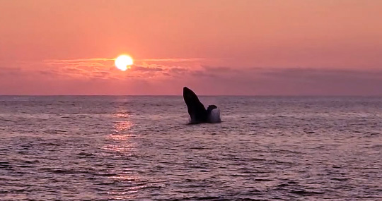Venture Ko Olina Whale Watch Mana Cruises